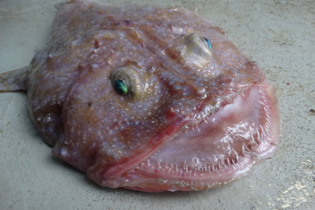 Weird fish with bug eyes pulled from deep sea