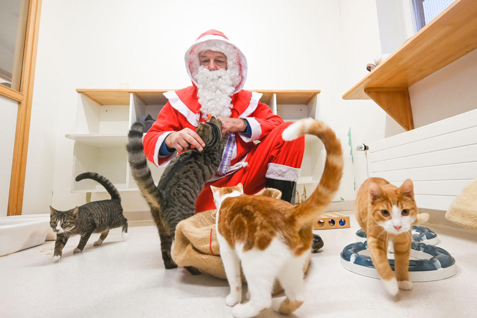 Santa presents some cats with treats and toys at an animal shelter in Bremen, Germany, on Sept. 24.