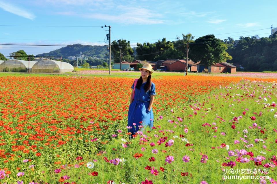 2019桃園花彩節大溪展區