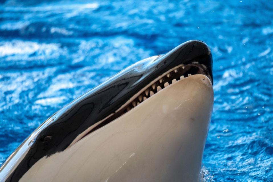 Close-up of an orca's mouth and teeth.