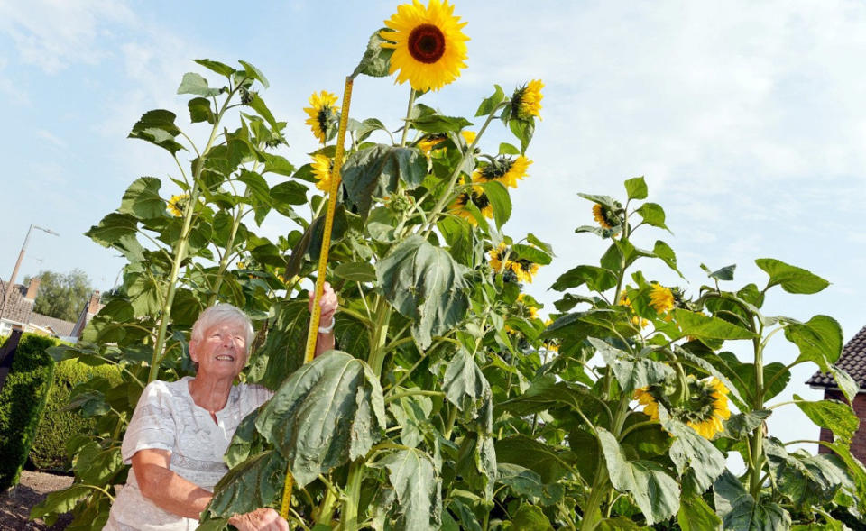 Pat Gore with her nine foot sunflower. See SWNS story SWLEsunflower. A widower has spoken of her joy after sunflower seeds she planted in her late husband's vegetable patch "grew and grew" - to stand NINE FEET tall.  Pat Gore, 76, took up gardening as a form of therapy last year after losing her beloved husband of 52 years John to lung disease.  Unable to maintain his vegetable patch on her own, earlier this year Pat decided to plant sunflowers instead - in memory of her husband.  Pat watched on in amazement as the flowers got bigger and bigger, to the point now where they stand nine feet tall and measure 12 inches across. 