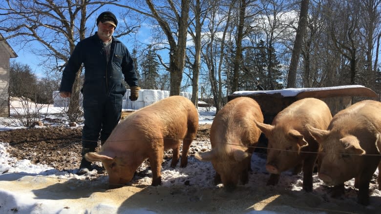 Dundas Plowing Match and Agricultural Fair mulls the future of the pig scramble