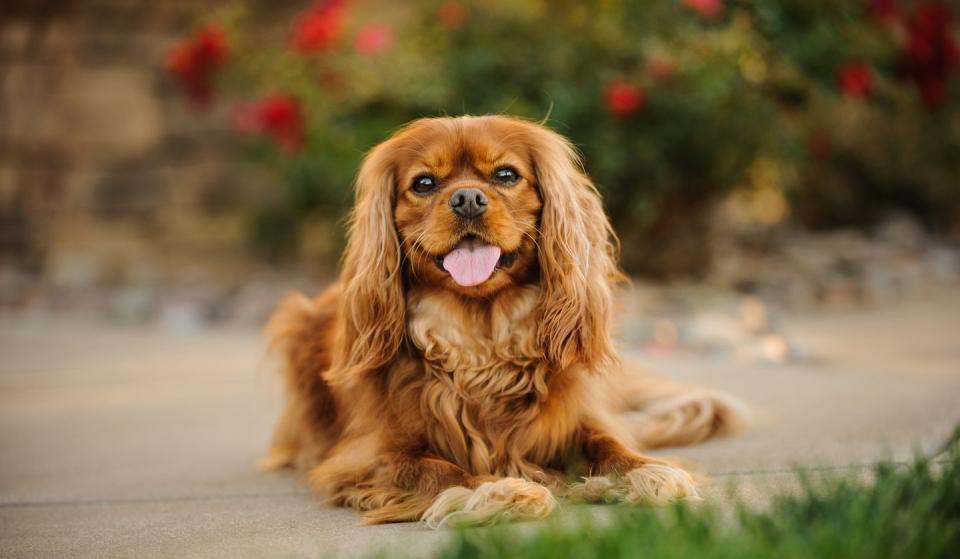 best small dog breeds cavalier king charles spaniel