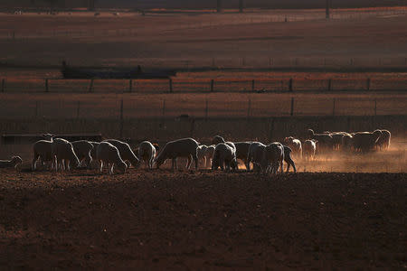 Sheep can be seen in a drought-affected paddock on a property located on the outskirts of Tamworth, located in the north-west of New South Wales in Australia, June 1, 2018. REUTERS/David Gray