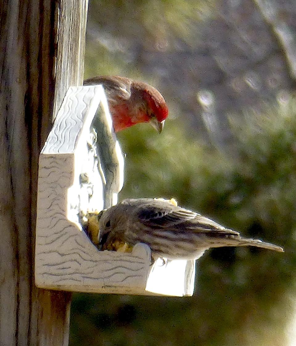 A red-plumed purple finch is patiently waiting its turn to snack on a bar of vegan suet. The fats and oils in the suet will give the birds needed insulation and energy.
