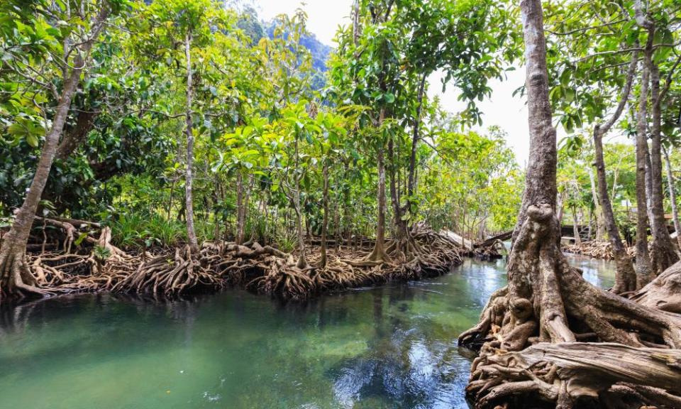 Some south-east Asian firefly species only live along riverbanks in threatened mangrove forests.