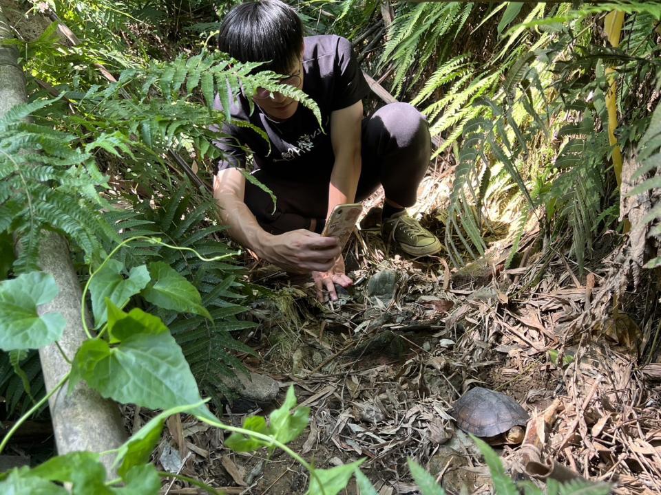 柴棺龜是台灣三大原生種龜類，陸地可行走1公里。（圖：市府提供）