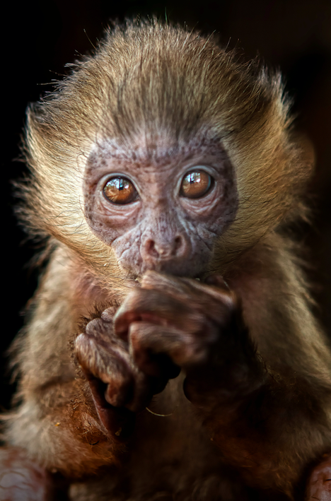 This baby monkey holds a lot of expression in its golden eyes in Indonesia.