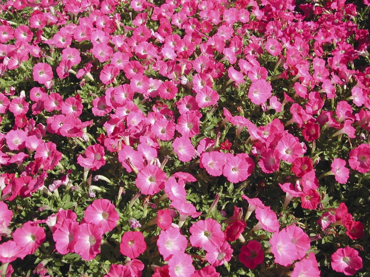 A colorful bed of flowers.