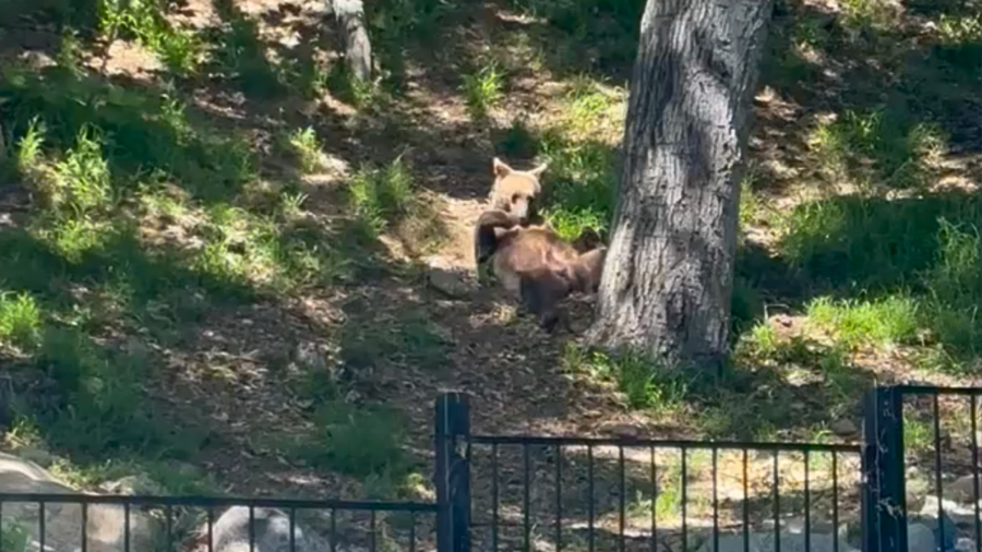 A bear is seen lounging in behind a Sierra Madre home.