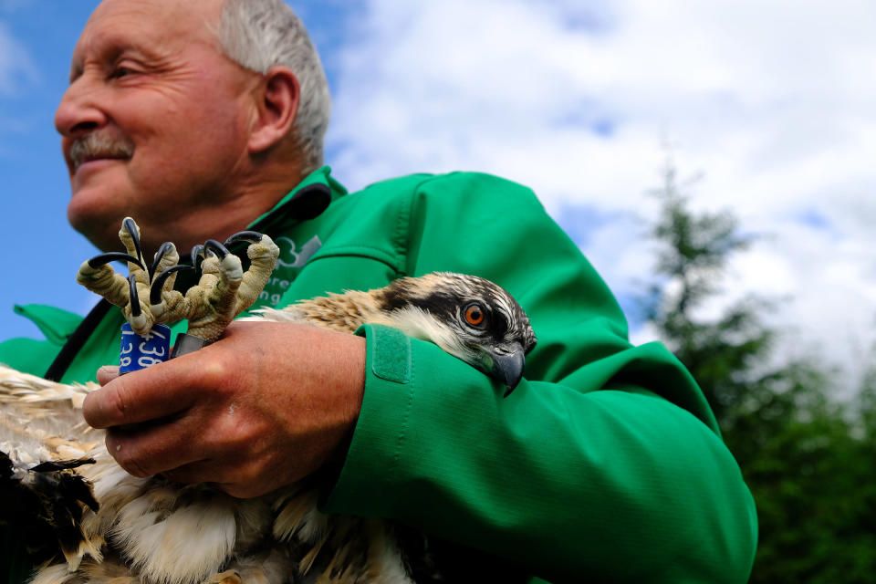Martin Davison, Forestry England ornithologist, with an osprey chick ringed in Kielder Forest (Forestry England/PA)