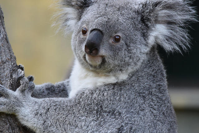 End Your Work Week By Video-Conferencing With Koalas for Save the Koala Day