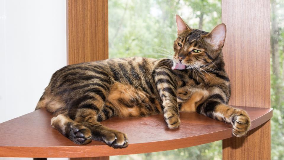 Toyger lying on wooden shelf by window grooming