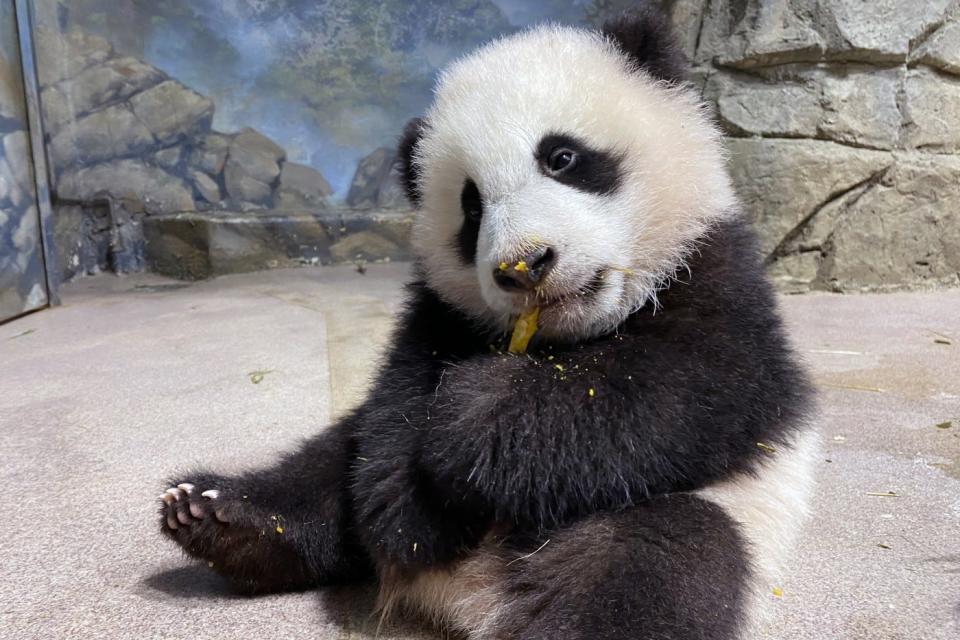 Jan. 21, 2021: Five-month-old giant panda cub Xiao Qi Ji takes his first taste of cooked sweet potato.