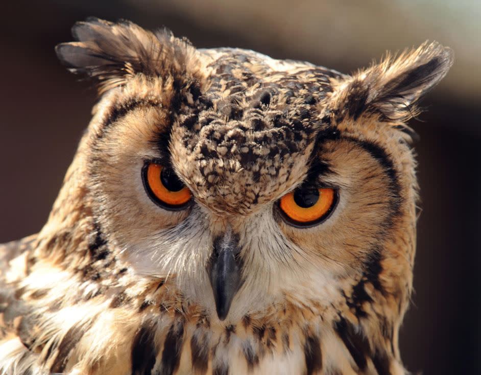 A missing Bengal Eagle Owl, like the one above, is missing in Cornwall (PA)