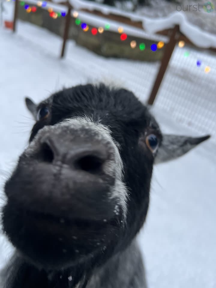 Pygmy goat mama in Redmond.