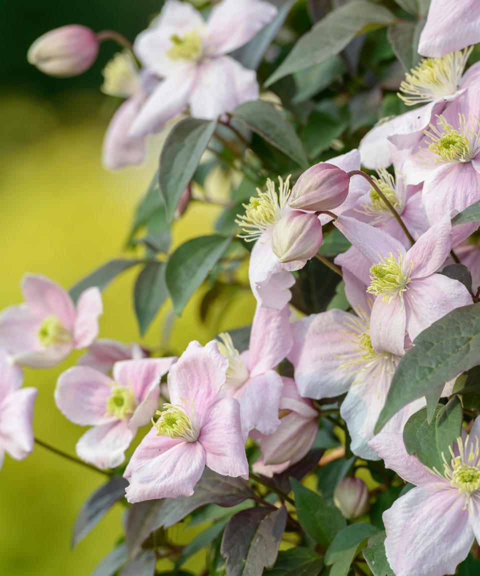 8. Mountain clematis