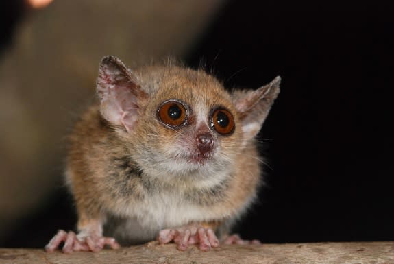 The grey mouse lemur (<i>Microcebus murinus</i>)