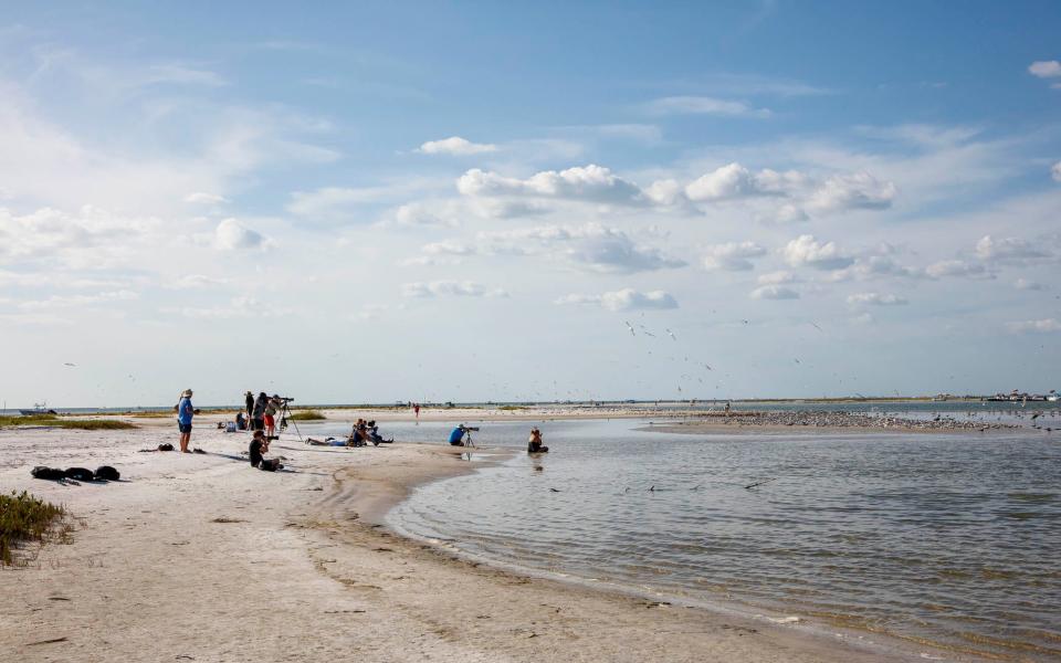 While taking photos of the flamingos found at Fort De Soto Park in Florida on Sunday, Ronald Kotinsky, a Florida-based photographer who owns rkotinsky.com, snapped this image of other photographers gathered to take photos of the iconic, pink wading birds.