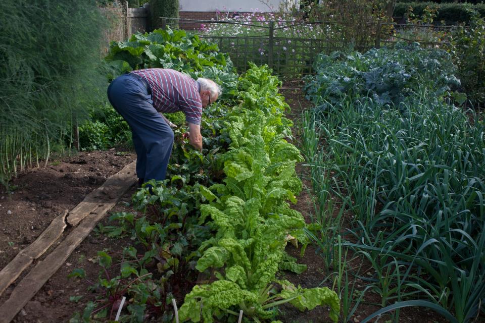 A man bending down tending to a vegetable garden.