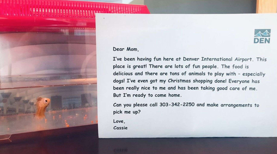 A letter from a beloved pet fish to its owner after she was forced to leave it at an airport. (Photo: Fox News)