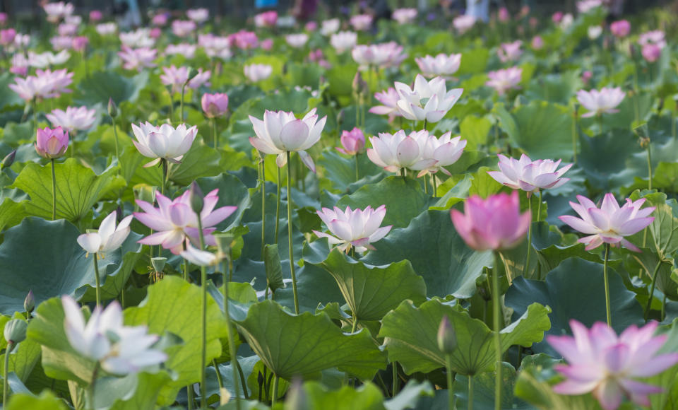 蓮花盛放示意圖（圖片來源：Getty Creative）