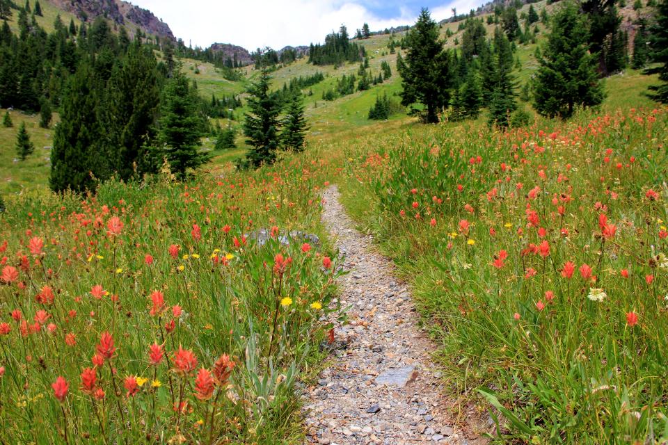 An alpine meadow of wildflowers in the Elkhorn Mountains in mid-July.