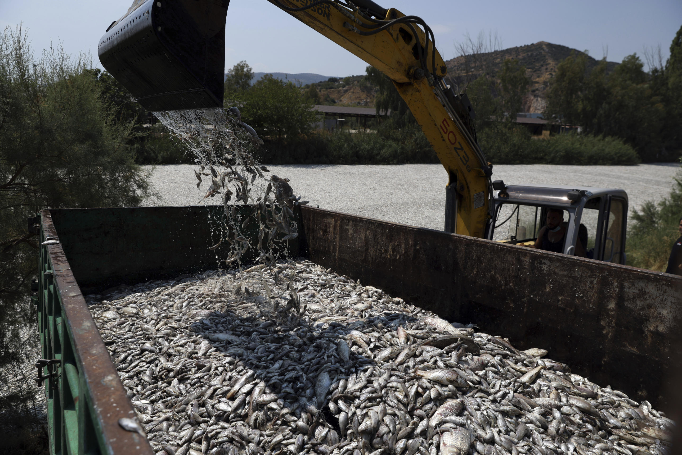 Ein Baggerlader wirft tote Fische in einen Container.