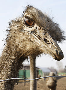 An ostrich in the Angels' clubhouse was the result of one of Scioscia's assignments