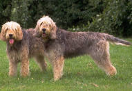 <p>Originally bred for hunting, likely in the 1800s, the British otterhound has hugely dwindled in numbers since its heydey. </p>
