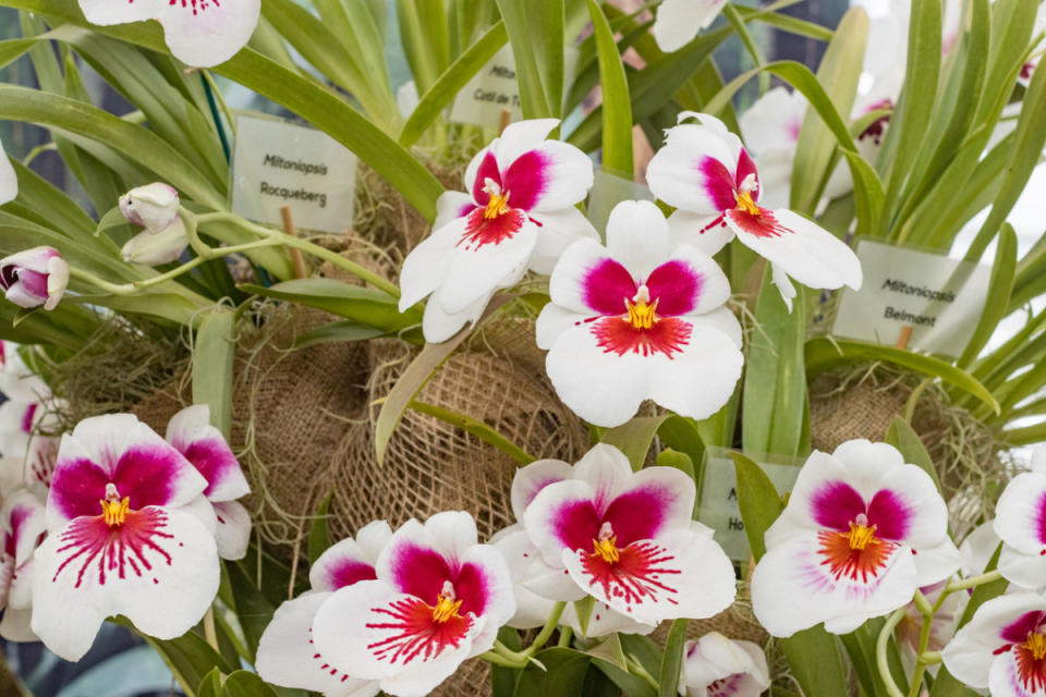 Pansy Orchids<p>iStock</p>