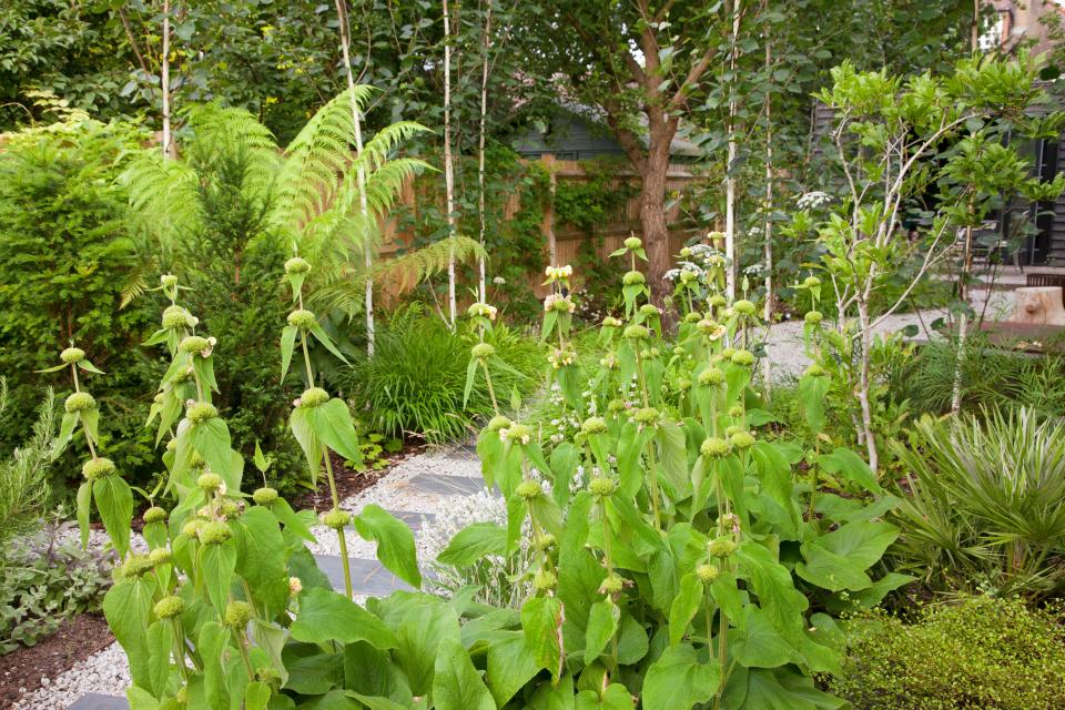 Hardy Jerusalem sage is good at covering ground to stop weeds growing, seen here in a London garden designed by Barbara Samitier