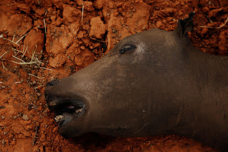 A cow killed by wildfires lies in a pit before being buried near Laverne, Oklahoma, U.S., March 12, 2017. REUTERS/Lucas Jackson