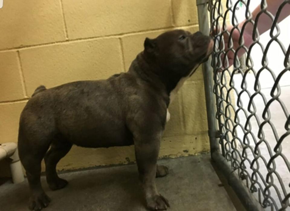 3 Pit Bulls Maul Calif. Mom and 3-Year-Old Son