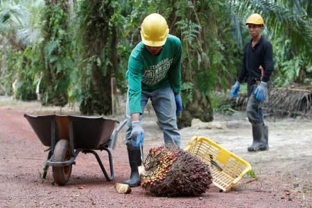 A worker collects palm oil fruits at a plantation in Bahau, Negeri Sembilan