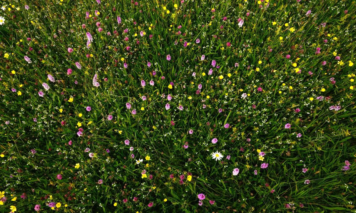 <span>Common spotted orchids, buttercups and ox-eye daisies at Hartington Meadows.</span><span>Photograph: Mark Cocker</span>