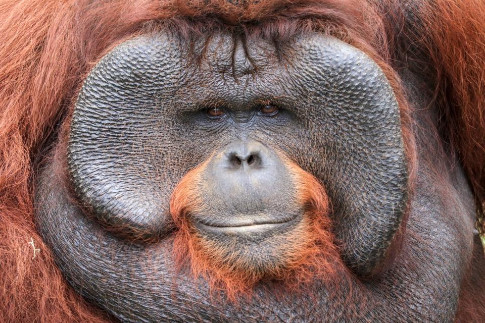 'Orangutan' by @adingkuswara (Indonesia)