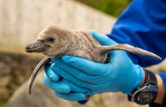 Eleven Penguin Chicks Hatch At Chester Zoo - The Most To Emerge During ‘Hatching Season’ At The Zoo For More Than A Decade