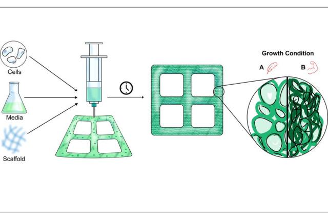 Lab-Grown Wood Could Save Your Next DIY