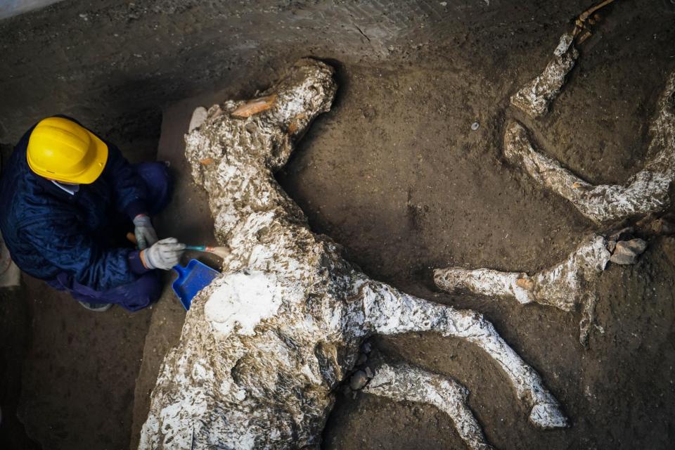 Pompeii archaeologists have unearthed the petrified remains of a harnessed horse and saddle in the stable of an ancient villa.