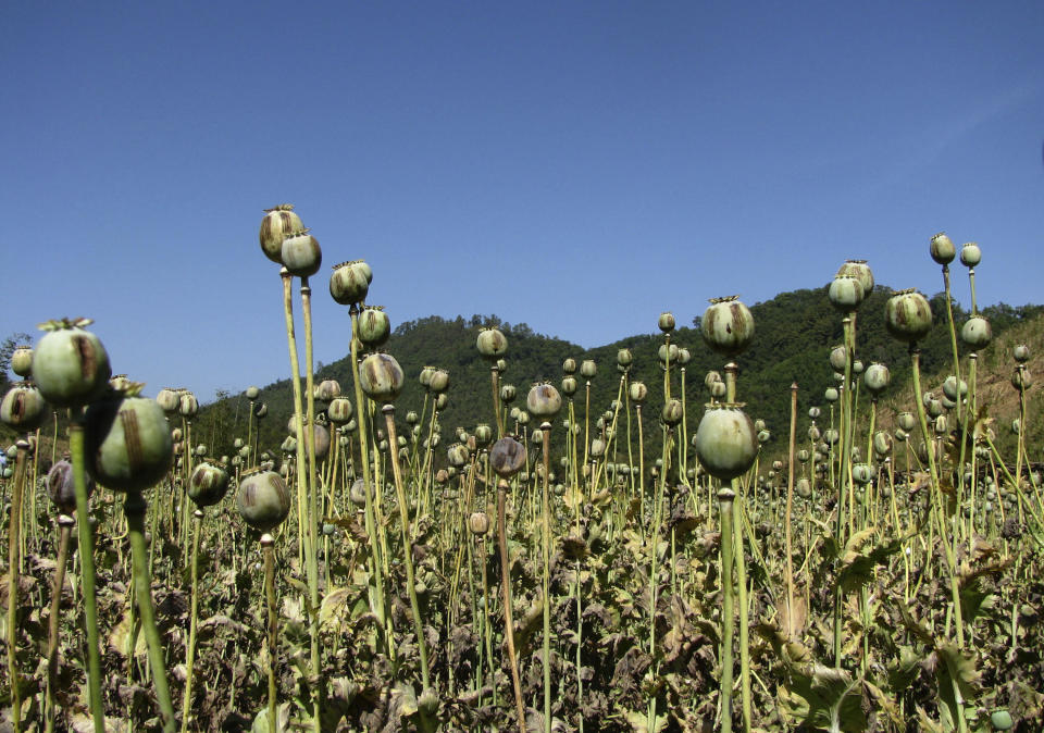 In this Feb. 2, 2012 photo released by the United Nations Office on Drugs and Crime (UNODC), opium poppies stand after being harvested at a field in Myanmar's Shan state. The cultivation of illegal opium has increased in Myanmar for a sixth successive year, fueled in part by rising demand for heroin across Asia, the U.N. report said Wednesday, Oct. 31, 2012. (AP Photo/UNODC)