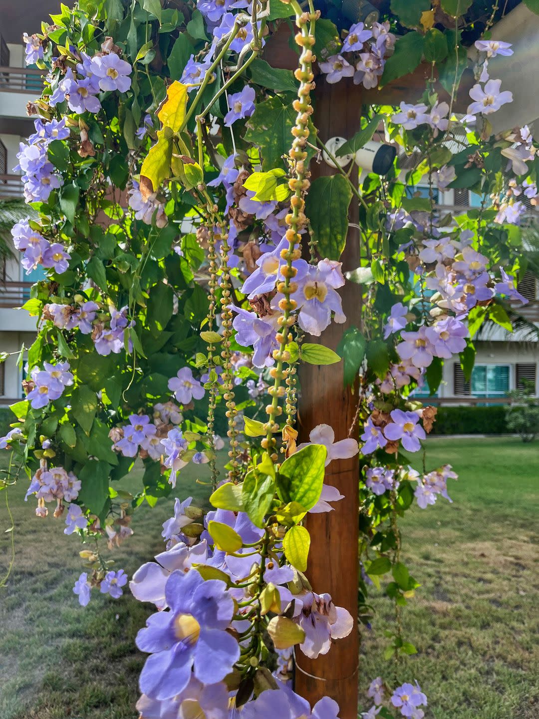 flowering vines blue sky vine