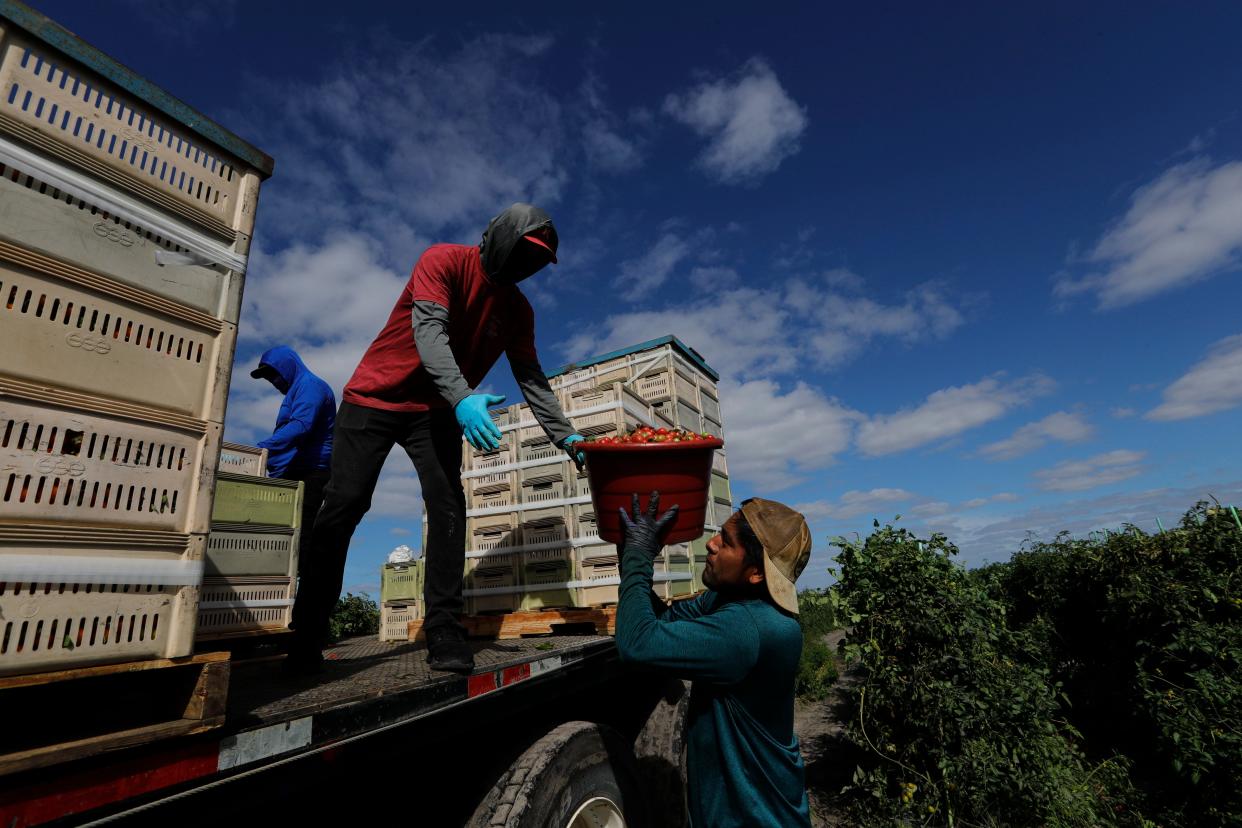 Field workers unload baskets full of grape tomatoes harvested at a Sunripe Certified Brands farm in Immokalee Friday, February 9, 2024. The farm is one of a growing number which works with the Coalition of Immokalee Workers. The CIW, started in 1993 by a group of six workers has been fighting for the rights of workers since its inception. Through their campaign for fair food that launched their Fair Food Program in 2011, they have secured agreements from major grocery and fast food chains to help protect the rights of workers from wage theft, abuse, and other ills of the farming industry.
As they look back on these 13 years of the program, many of their staff reflects on the continued work needed to ensure worker’s rights are maintained as well as preparing to continue their campaign to bring holdout brands like Wendy’s to the table.