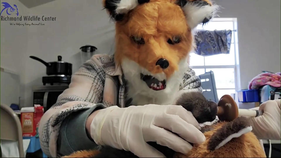 Stanley said the mask creates a visual barrier to prevent animals from imprinting on humans. (Richmond Wildlife Center via AP)