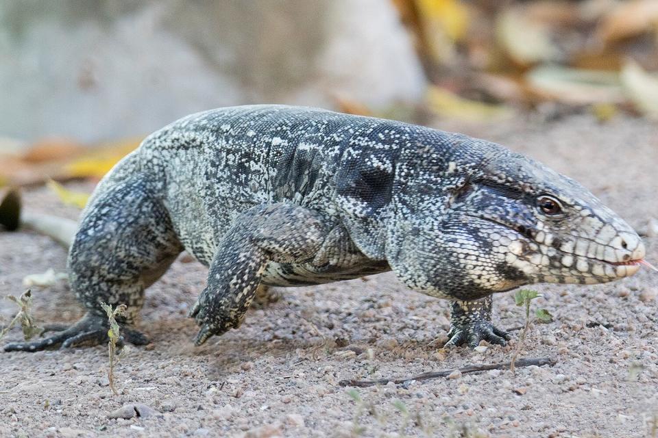 do dogs and lizards get along