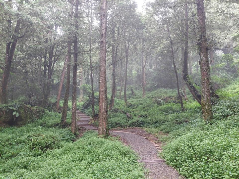 阿里山國家森林遊樂區新開放的「水山療癒步道」，適合操作體驗森林療癒。（圖片提供／林務局）