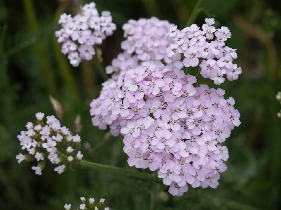 16) Yarrow