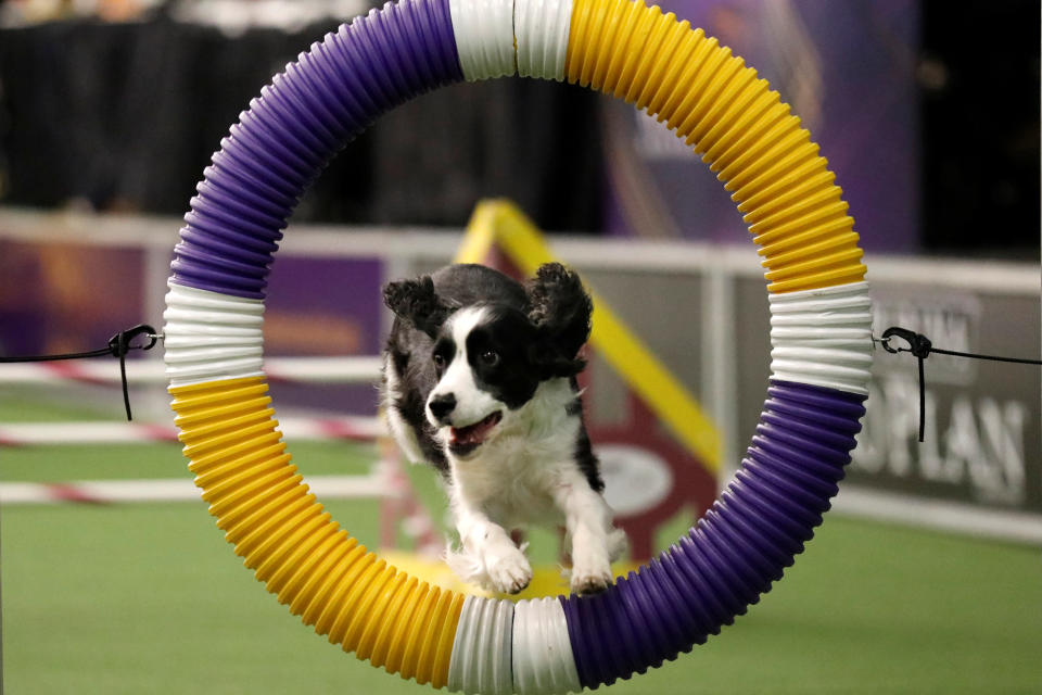 A Border Collie competes in the Masters Agility Championship Finals competition during the 141st Westminster Kennel Club Dog Show in New York City, U.S. February 11, 2017.&nbsp;