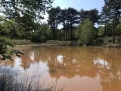 The habitat in the beaver enclosure at Wild Ken Hill. (Wild Ken Hill/ PA)