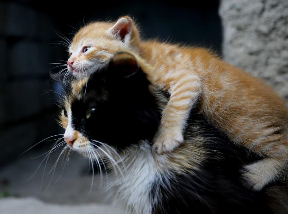 Cat Moi adopts an abandoned kitten in Konya